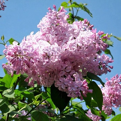 Сирень БУФФОН в Орше