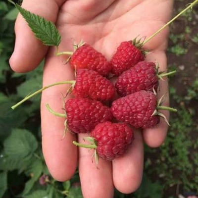 Малина ЕВРАЗИЯ в Орше