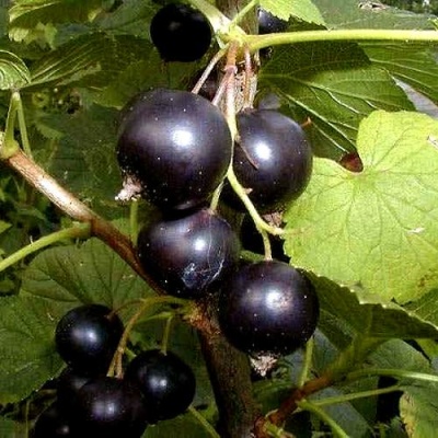 Смородина чёрная БИНАР в Орше