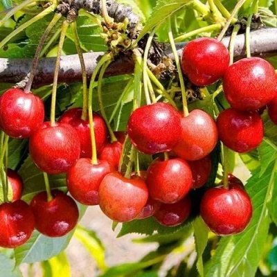 Черешня БРЯНСКАЯ РОЗОВАЯ в Орше