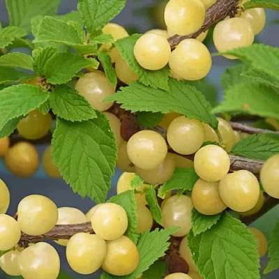 Вишня СНЕВИТ войлочная в Орше