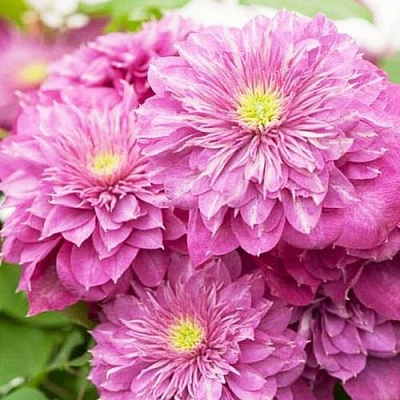 Клематис КАЙЗЕР в Орше