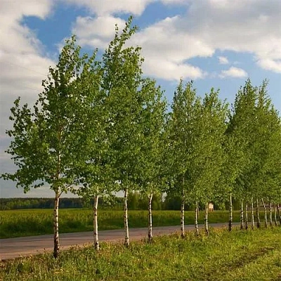 Береза обыкновенная в Орше