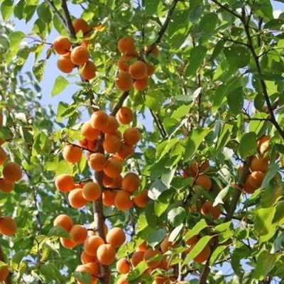 Абрикос ОРЛОВЧАНИН  в Орше
