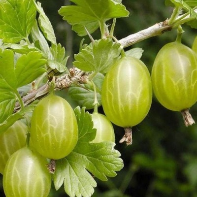 Крыжовник УРАЛЬСКИЙ ИЗУМРУД в Орше