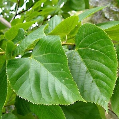 Липа мелколистная в Орше