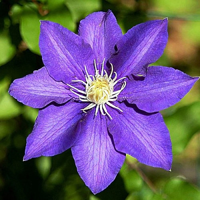 Клематис ЗЕ ПРЕЗИДЕНТ в Орше