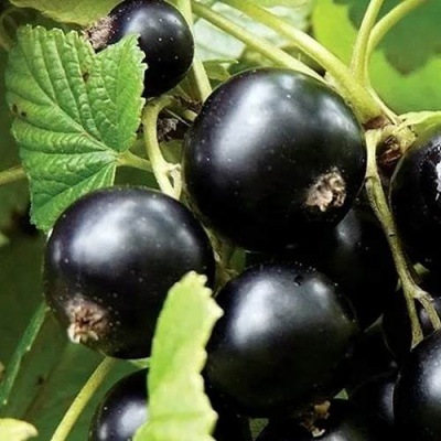 Смородина чёрная ЛЕНТЯЙ в Орше