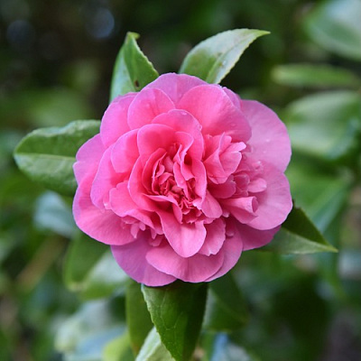 Камелия ДЕББИ в Орше