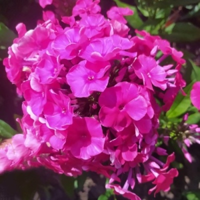 Флокс БАМБИНИ ДИЗАЙР метельчатый в Орше