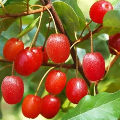 ГУМИ (ЛОХ МНОГОЦВЕТКОВЫЙ) в Орше