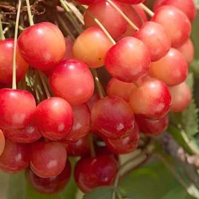 Черешня ЮЛИЯ в Орше