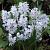 Пушкиния