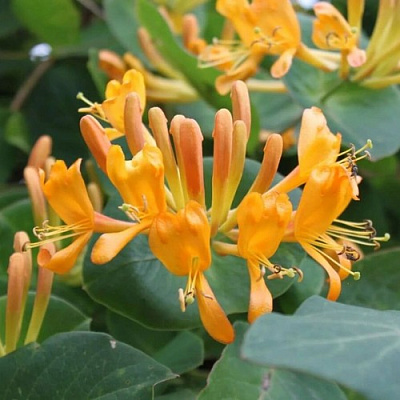 Жимолость ТЕЛЬМАНА в Орше