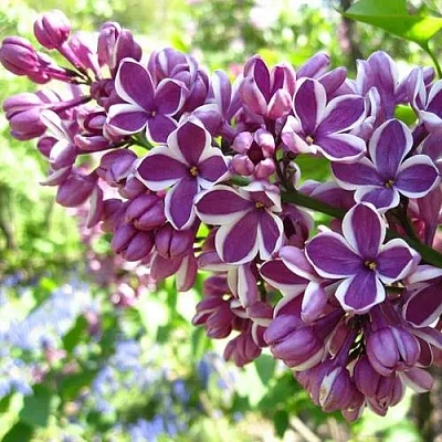 Сирень СЕНСАЦИЯ (привитая) в Орше