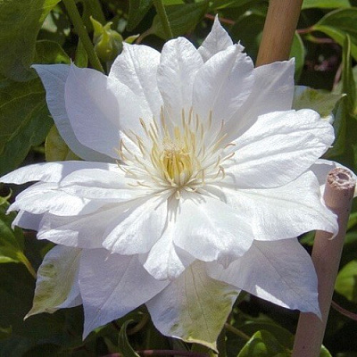 Клематис ДАЧЕСС ОФ ЭДИНБУРГ в Орше