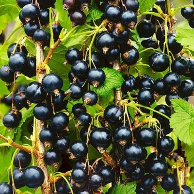 Смородина чёрная ИЗЮМНАЯ в Орше