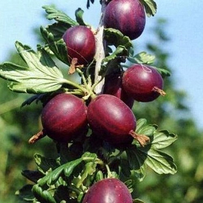 Крыжовник СЛИВОВЫЙ в Орше