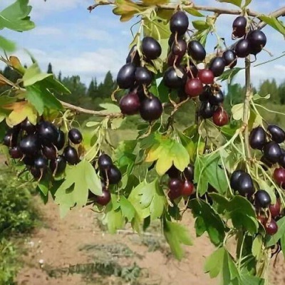 Смородина золотистая ЛЕВУШКА в Орше