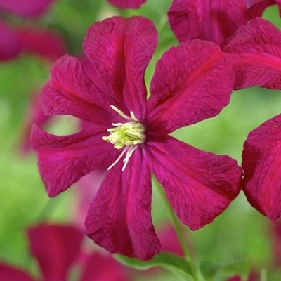 Клематис МАДАМ ДЖУЛИЯ КОРРЕВОН в Орше