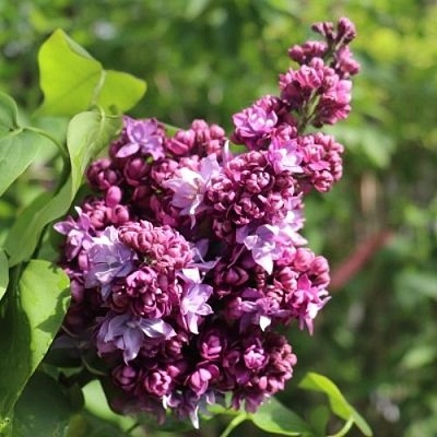 Сирень МАРШАЛ МАЛИНОВСКИЙ в Орше