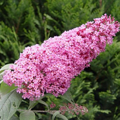 Буддлея давида ПИНК ДЕЛАЙТ в Орше