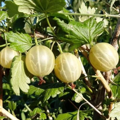Крыжовник БЕЛОРУCСКИЙ САХАРНЫЙ 2 в Орше
