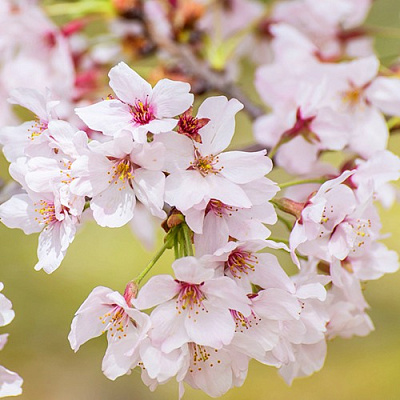 Сакура КОЙО НО МАЙ в Орше