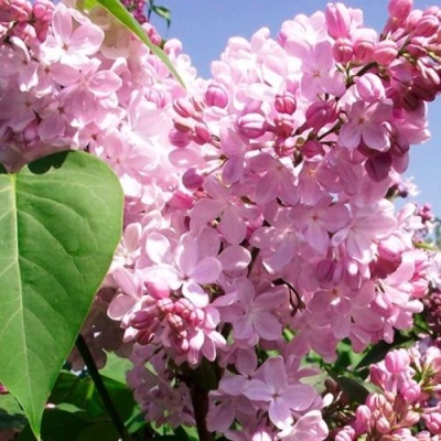Сирень АДЕЛИНА в Орше