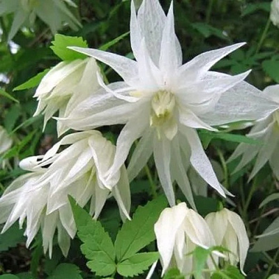 Княжик АЛЬБИНА ПЛЕНА белый махровый в Орше