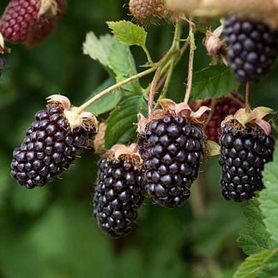 Ежемалина БОЙСЕНБЕРРИ в Орше