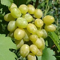 Виноград в Орше