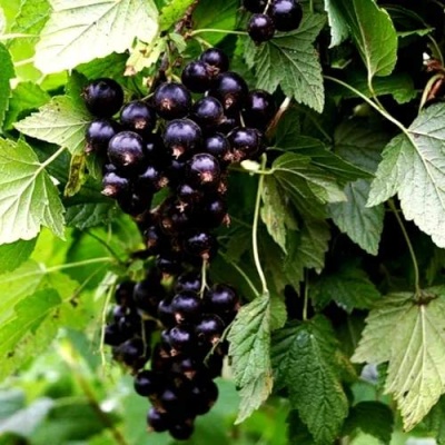 Смородина чёрная БЕЛОРУССКАЯ СЛАДКАЯ в Орше
