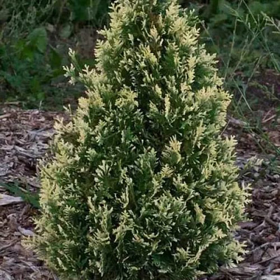 Туя БРАБАНТ ВАРИЕГАТТА западная в Орше