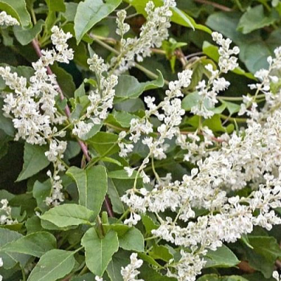 Фаллопия АУБЕРТА в Орше