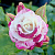 Роза ФЛЕШИНГ спрей в Орше