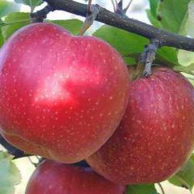 Яблоня АПОРТ в Орше