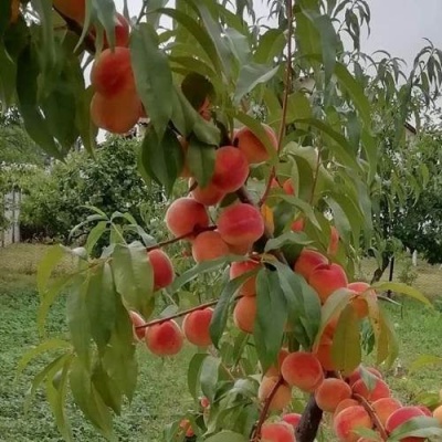 Персик ВУЛКАН в Орше