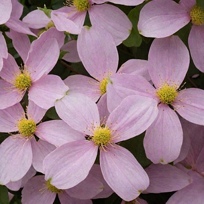 Клематис ГОРНЫЙ в Орше