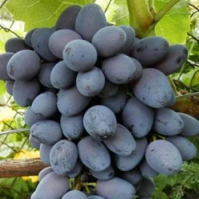 Черный виноград в Орше