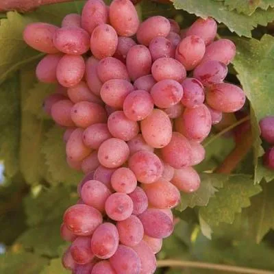 Розовый виноград в Орше