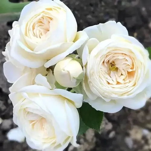 Роза АРТЕМИС шраб в Орше