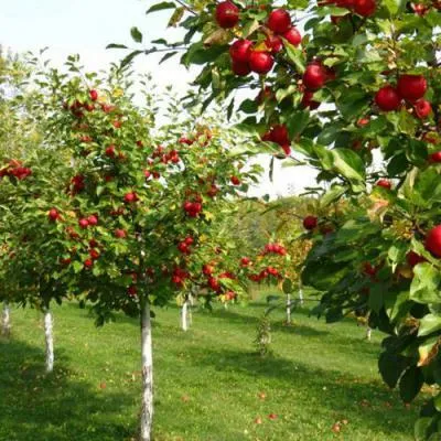 Плодовые деревья в Орше