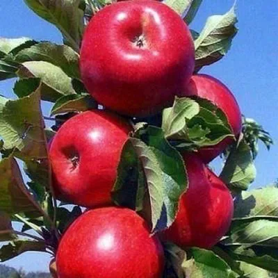 Колонновидные яблони в Орше