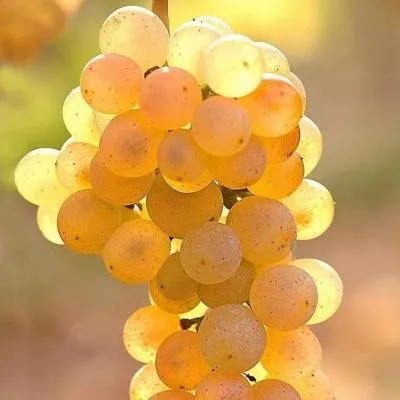 Белый виноград в Орше