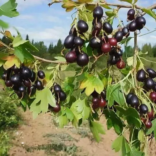 Смородина золотистая ЛЕВУШКА в Орше