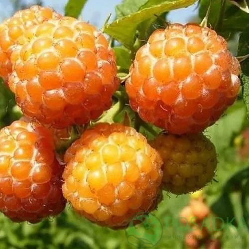 Малина КУМБЕРЛЕНД желтая в Орше